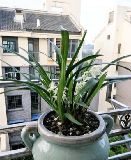 兰花长的慢不开花?这是休眠期,做好这几步,秋天一到花苞冒不停