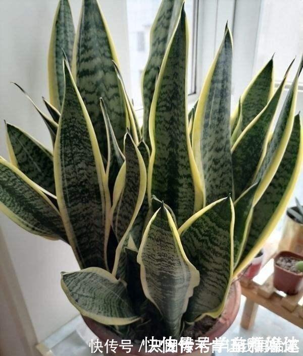 12种耐阴花,适合养在卫生间里,光不好也能呼呼长!