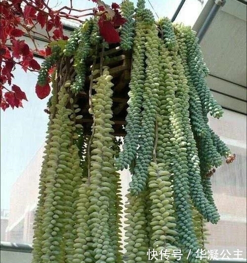 这“三多肉”是超生游击队,撸叶又冒一大片,小半年养成肉墩子