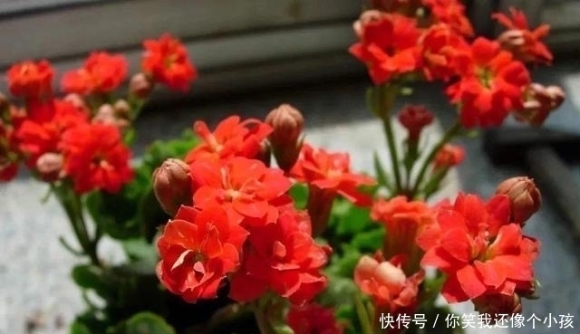 冬天|长寿花冬天不开花怎么办?控水、控枝,注意这两点,花苞挤满