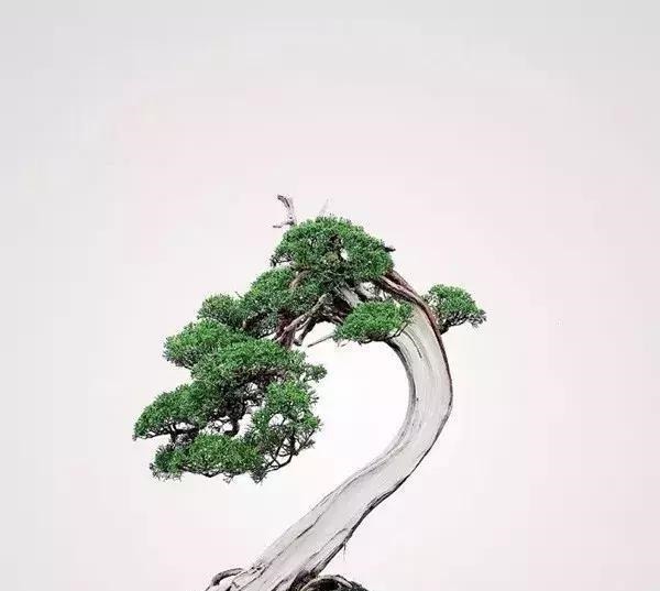这3种盆景可以养成传家宝，再穷也要养，越老越值钱！