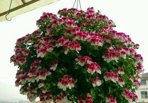 这5种花，吊起来养，开成花球，花多到看不到叶子！