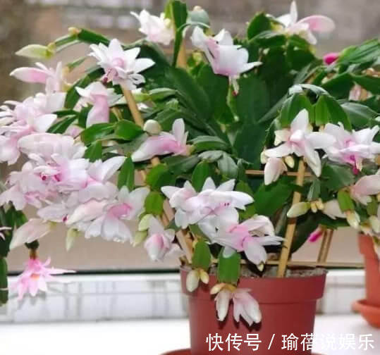 日照|蟹爪兰叶薄不开花1个“小方法”,叶片肥厚,花朵开满盆!