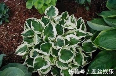 她家从不养绿萝,就养4种“颜值花”,叶子比花还好看