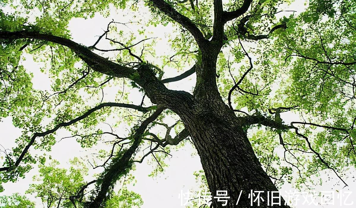 罗汉松|门前别乱种树，要种就种5种树，长辈一定夸你懂事