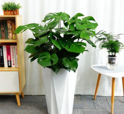 大气上档次|适合客厅的5种大型植物,养一盆大气上档次,空气清新颜值高