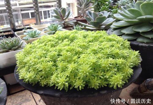 没个小院子别养3种花，“喝点水”就泛滥，长出一片清不掉！