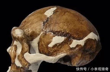 脑壳|脑壳发凉,这玩意儿也是文玩吗