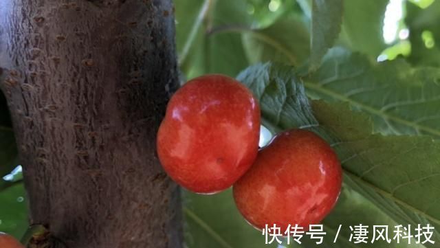 筷子|空腹吃这几种水果,越吃越苗条瘦出A4腰,筷子腿不成问题