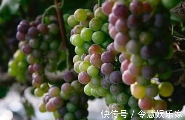 花青素|常吃葡萄的人要知道,葡萄不能跟几种食物一起吃,爱吃的人要留意