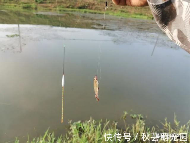 鱼口|轻口鱼难钓？按我的方法做一钓一个准，再小的口也能逮住