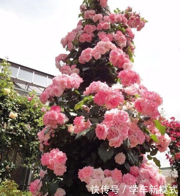 藤本花卉选这种,一年长3米,四季开花,漂亮又好养,盆栽也可以!