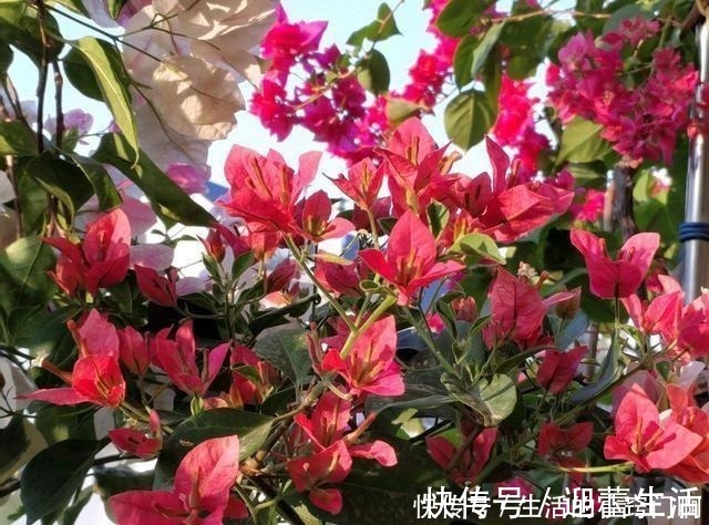 满枝|三角梅不开花,变“刺头”,教你2招拔出刺,满枝全是花球!