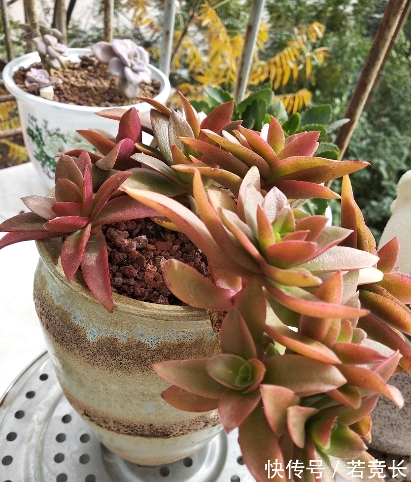 速率|这“三多肉”是耐热小能手,无需掐芽易群生,40℃仍生机勃勃