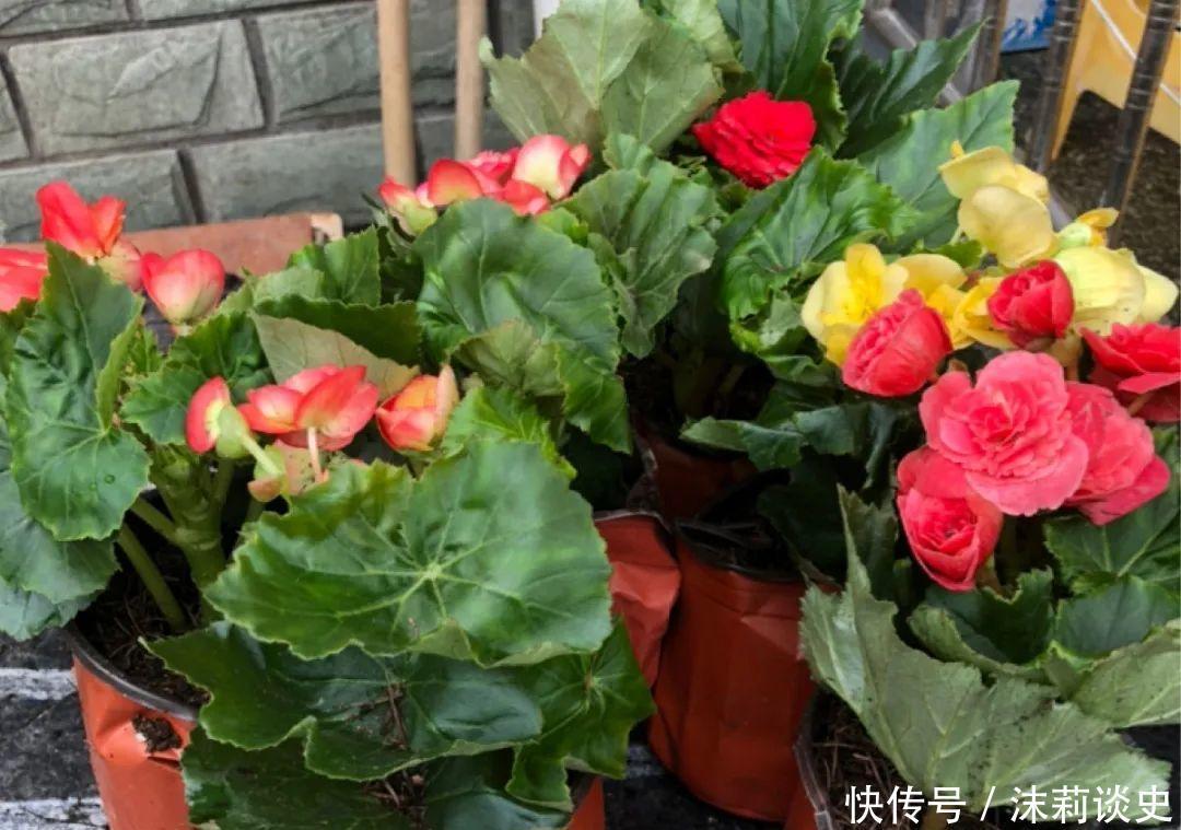 十大最受欢迎年宵花,学会挑选,才不上当