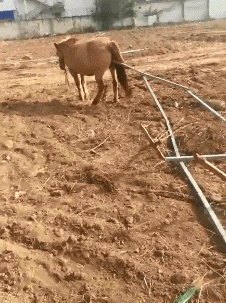 |搞笑GIF:如何优雅不失风度地撩妹 这一招果然厉害