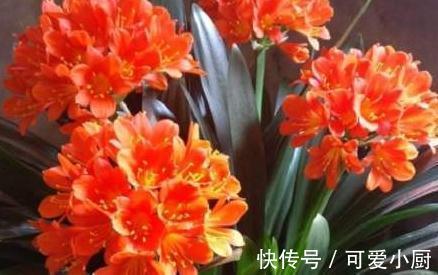 君子兰不会养,学会5招小技巧,叶片肥厚,开花一茬又一茬