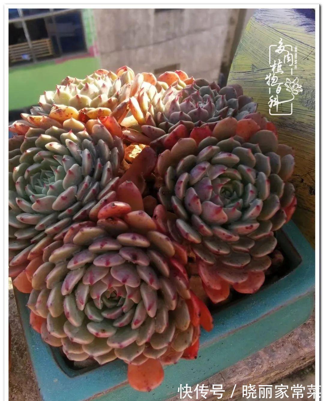 百科|多肉之路,让我沉醉,浮世三千,有肉就欢!