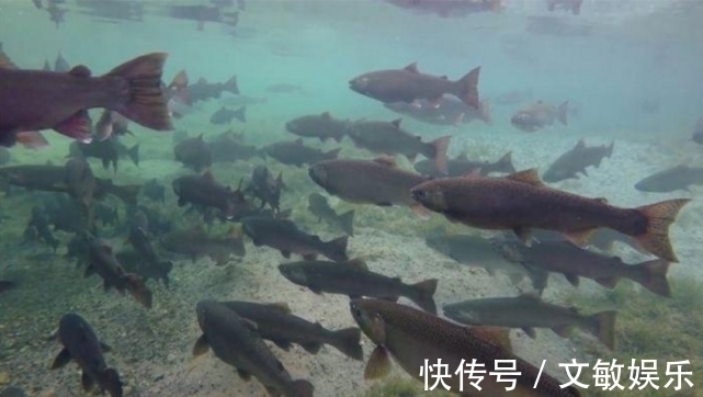 三峡|当年丢进三峡的近万条鱼苗,现在如何了外媒不得不服