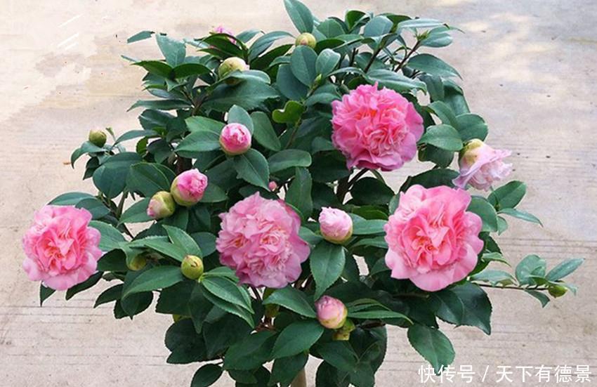 肥料|单位刘大爷养了一辈子花,从不施肥,把它埋盆里,比肥料还管用
