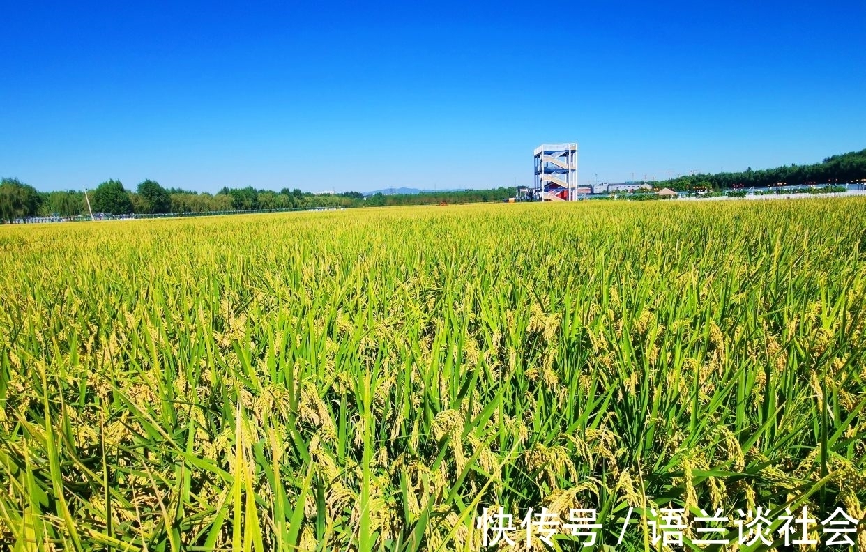 丰台区融媒体中心|广而告之，惊艳京西的佃起村稻田画将于半月后消失