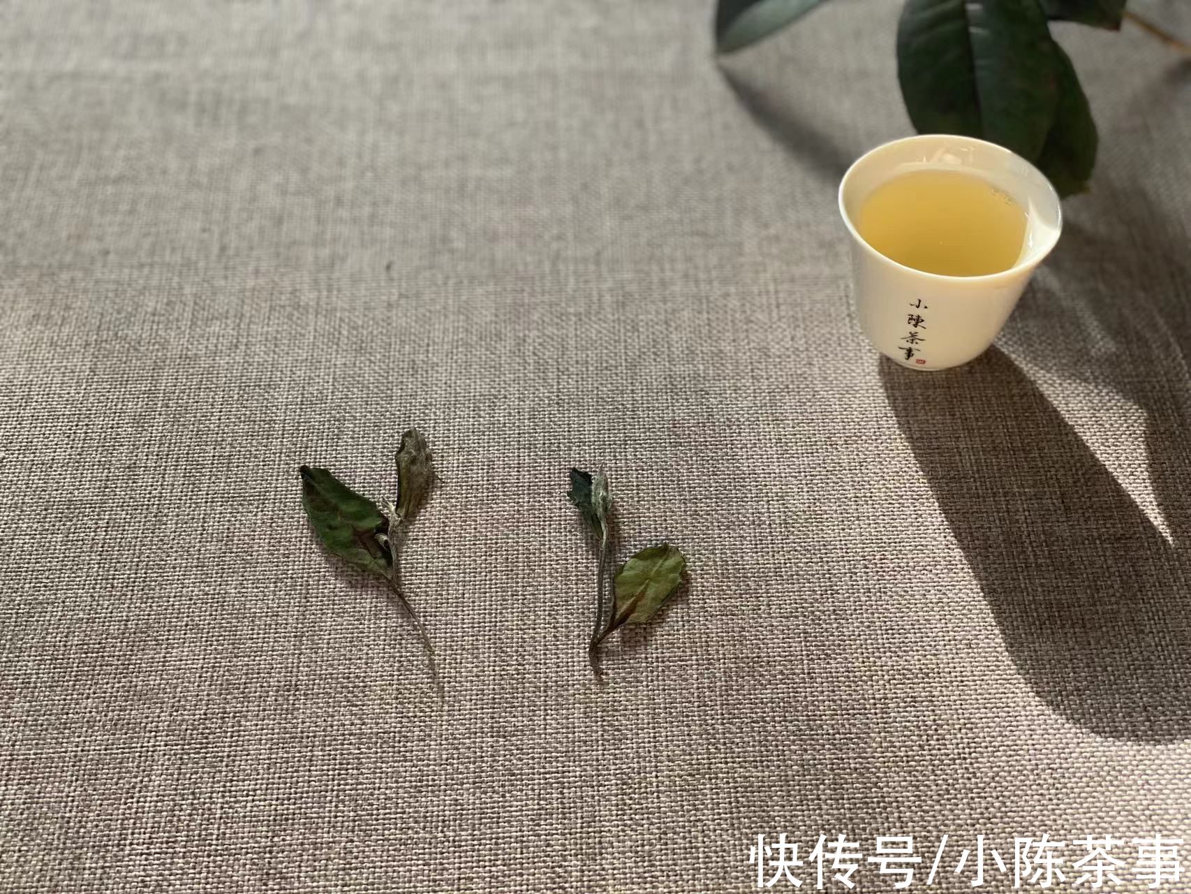 绿茶&存老的白毫银针、白牡丹，还能喝吗？老白茶里只有寿眉吗？