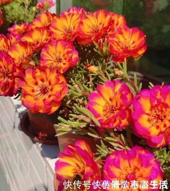 养花|阳台养花,就选这几种,一个月不浇水,也能打鸡血似的开满花!