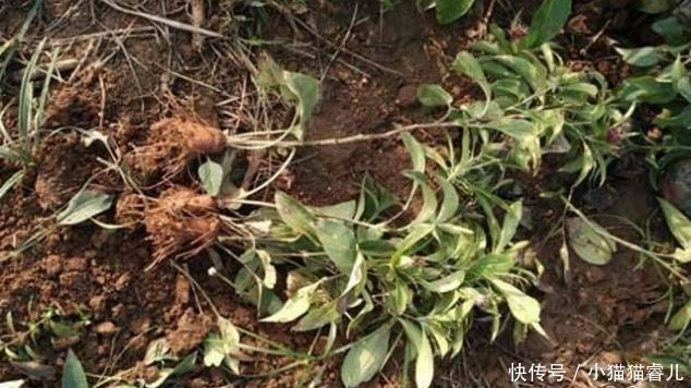 珍贵|它长在山坡无人识,根茎极为珍贵,却惨遭忽视,遇见请保护