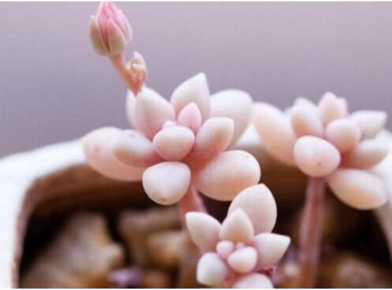 原生长|3种多肉漂亮又好养,扔盆里不用管都能长爆盆,懒人新手都能养好