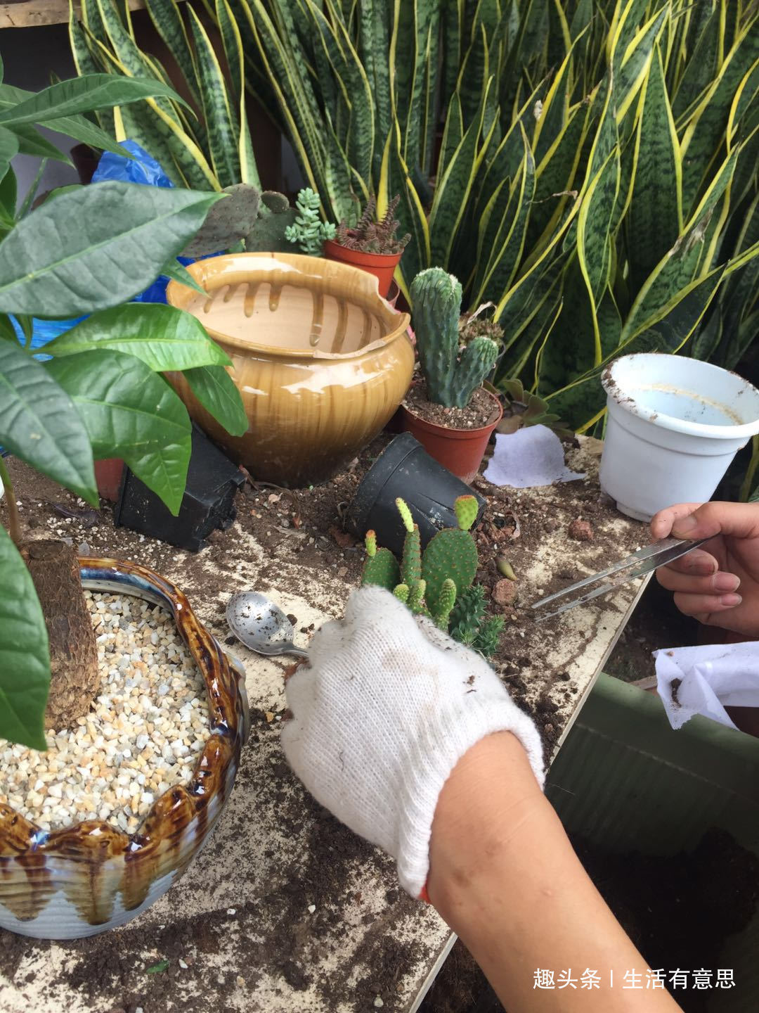 多肉换盆很讲究，换好生机勃勃，换差烂根烂叶，教你几招好方法！