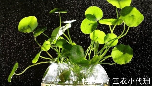 铜钱草|铜钱草秋天怎么养? 铜钱草秋季的养殖方法