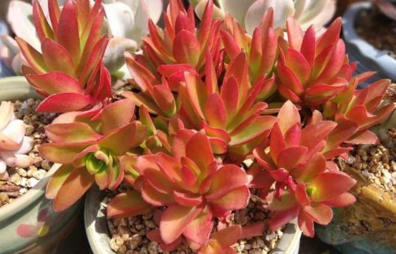 新手养花，不如养盆花中精品“火祭”，红艳似火，美丽动人