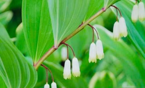 天然“保健品”找到了，女性用来泡水喝，赶走妇科病，防乳腺癌！