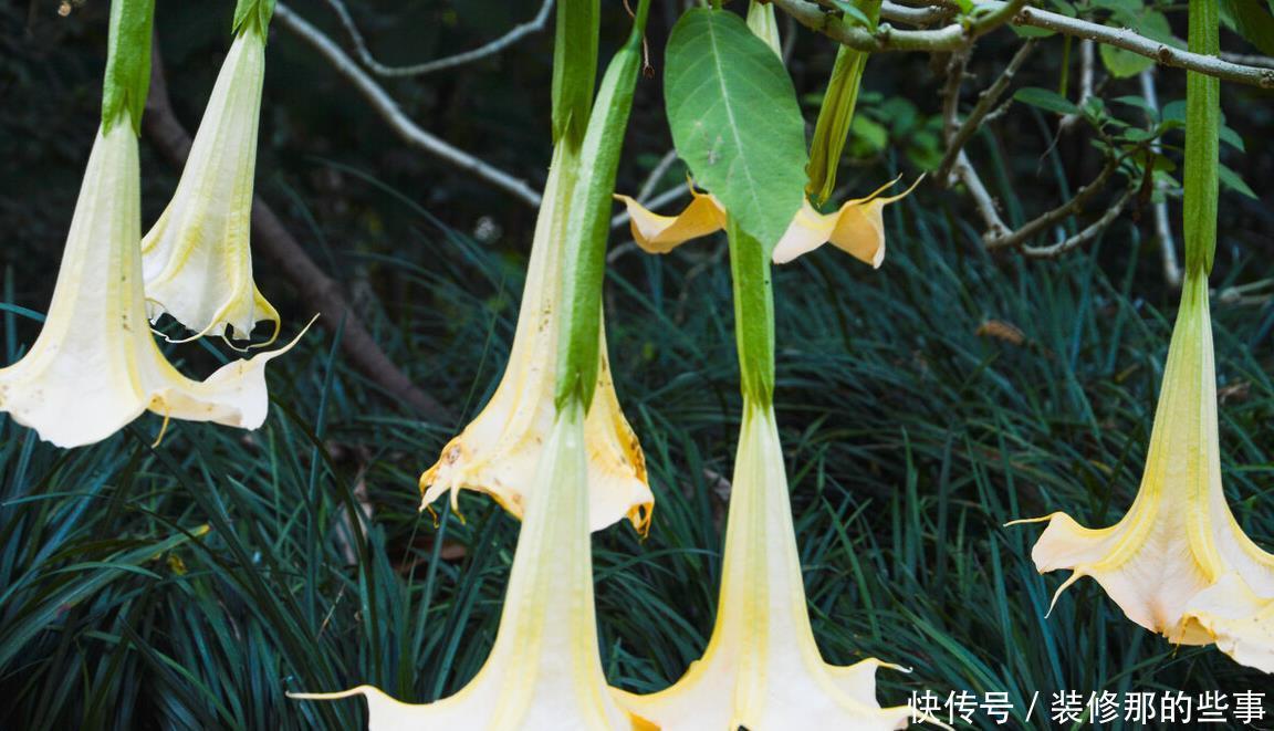 重视健康的人,从不在封闭阳台养“喷香”花,看起来很美,害处大