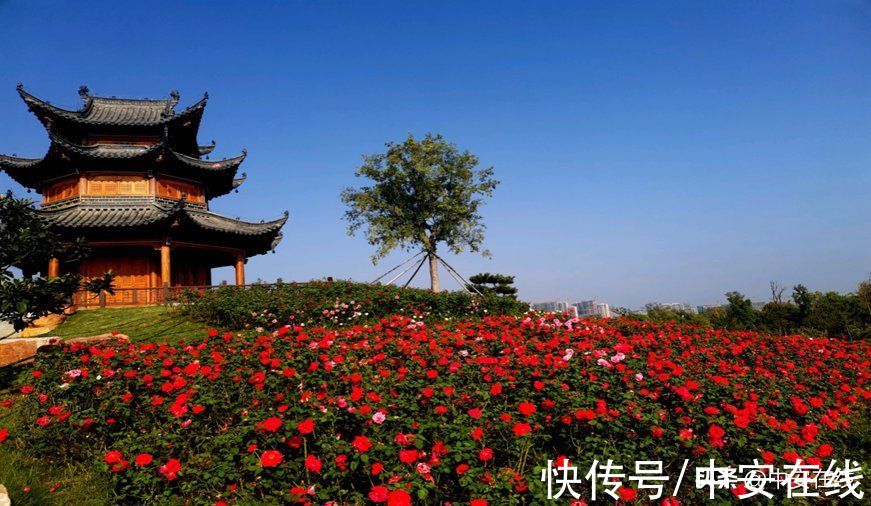 花瓣|超美！阜阳全年“赏花地图”出炉！建议收藏→
