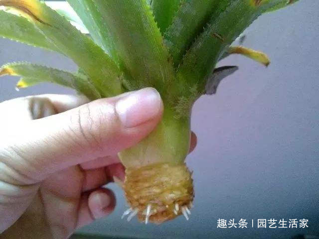 吃剩的菠萝头别扔,不用土,插水里就活,一年还能结出菠萝来!