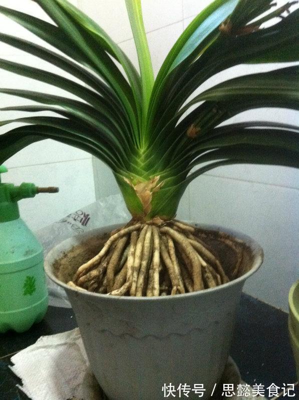 怎样让君子兰一年长出8片叶子?他的做法,值得我们学习