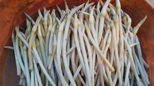 农村|农村6种难得野味，好吃但是难找，全吃过的人不多，你吃过几种