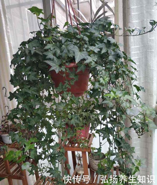 10大受欢迎绿植,你家养了几种!