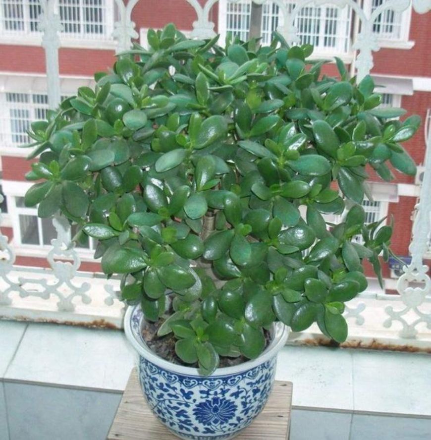 家里养“玉树”好吗玉树有什么寓意,怎么养才长得高