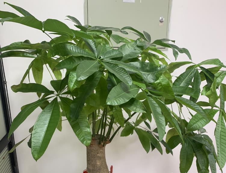 浇水|发财树老黄叶,不只是缺水,主要原因有7个,配图说明一目了然