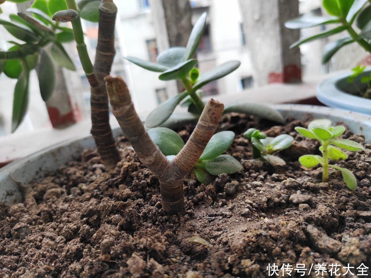 剪片叶子，放土里就能长出一盆，这4种花养到就是赚到