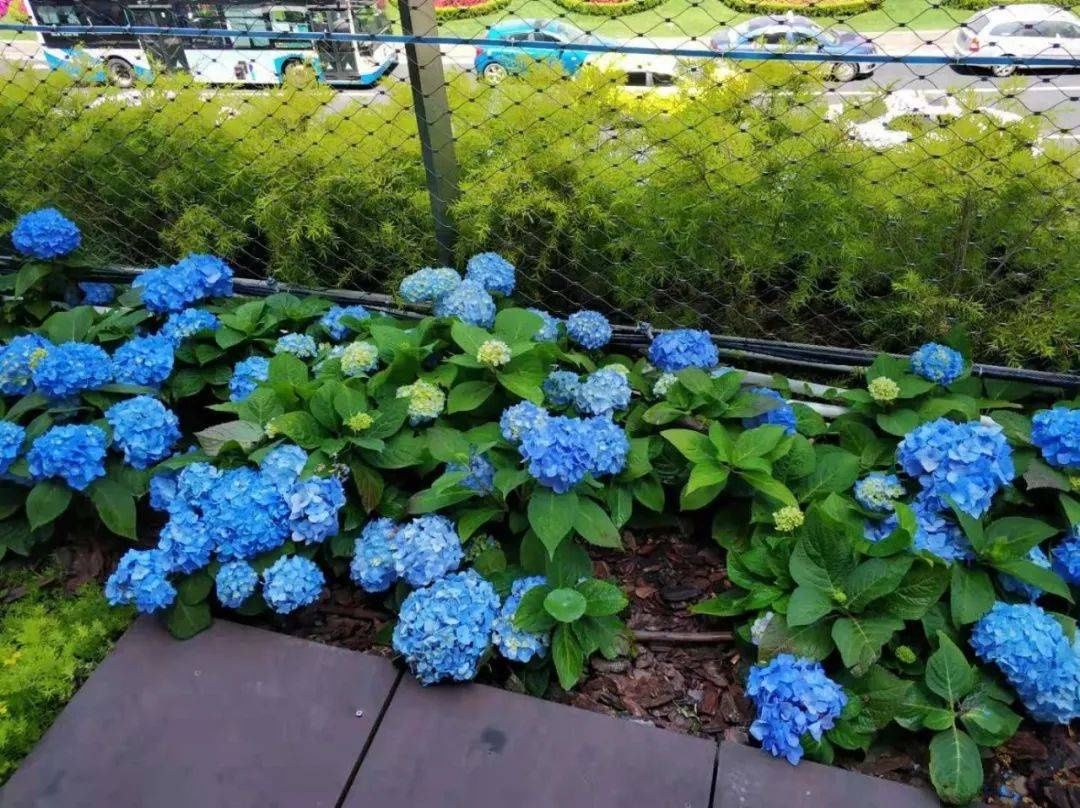 马卡龙|绣球繁花尽绽放 徐汇街头觅“清新”