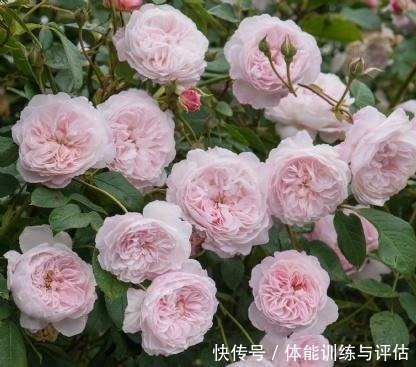 如何让月季弱苗在春天满血复活让你的月季抓住春风长成壮苗吧！