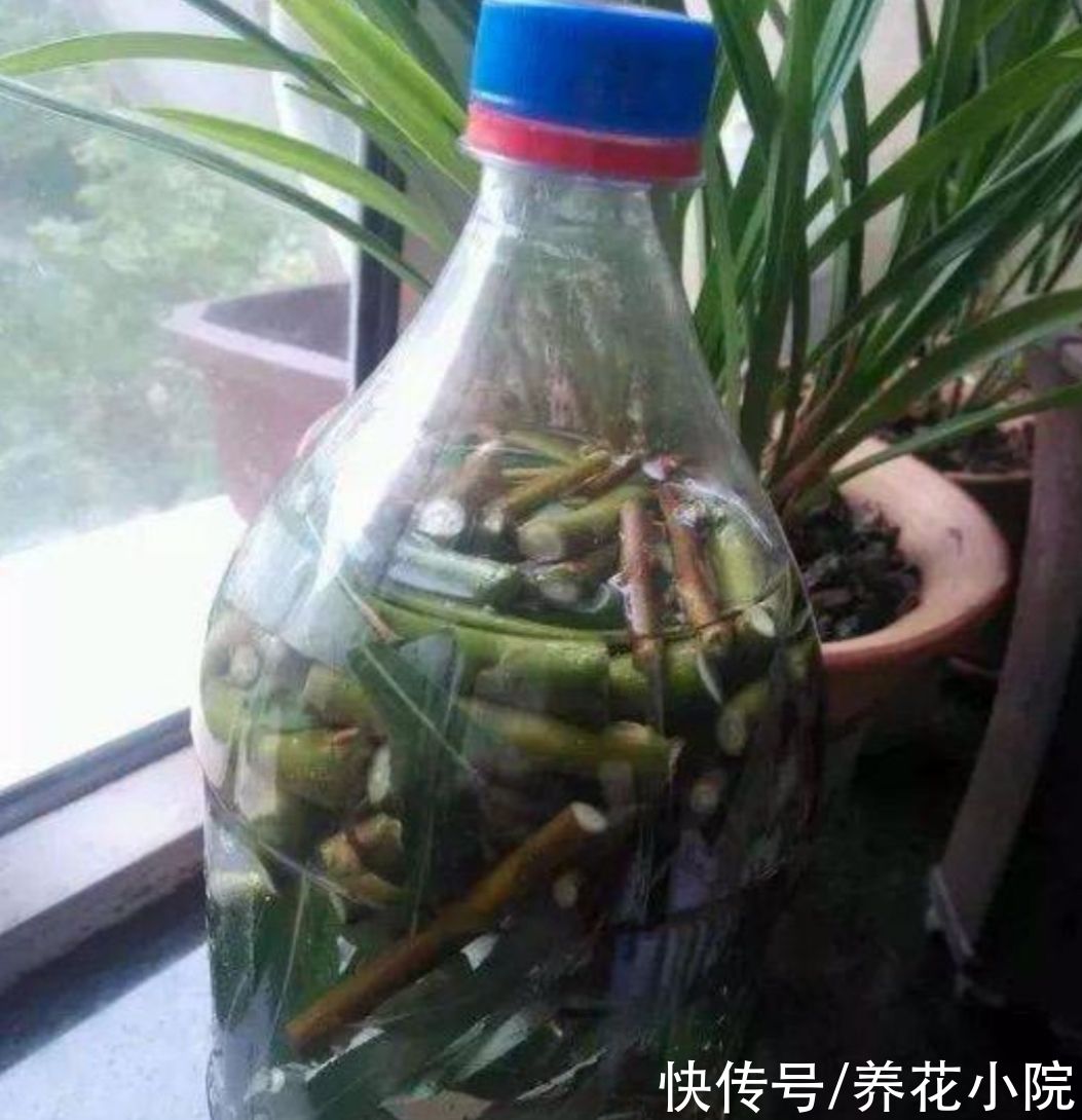 生根剂不用买，3种小东西做成生根水，也能使插穗快速生根
