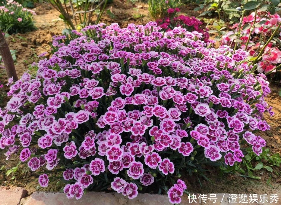 爆盆|什么花一盆开花上百朵?选5种就可以,不仅开花美,而且易爆盆