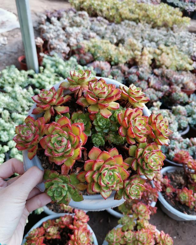 想养出高颜值多肉,这些多肉的名词你需要知道