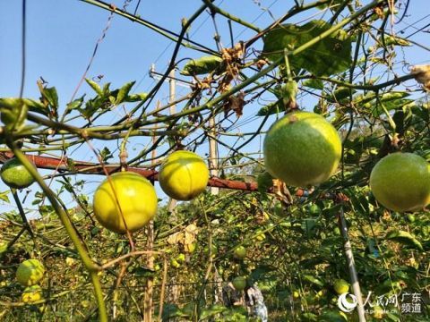 百香果|梅州陂蓬村：“黄金百香果真是好”