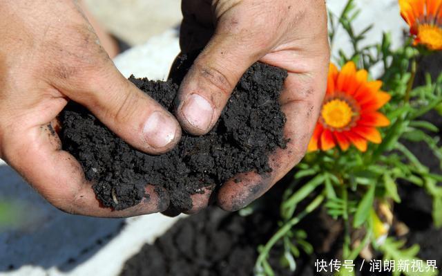 养花|换下来的“旧土”怎么办几个小方法,旧土变新土,照样能养花!