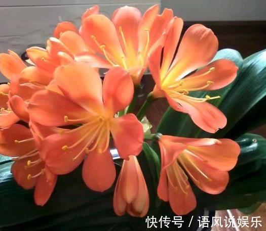 花盆|君子兰不开花此2种“废料”丢盆里，花苞不断冒，开花100天